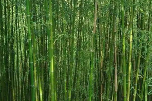 高度不超过2米的竹子品种，有菲白竹、佛肚竹等