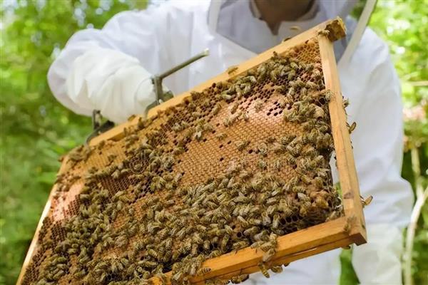 蜜蜂春繁多少天喂一次花粉，每隔2-3天饲喂一次