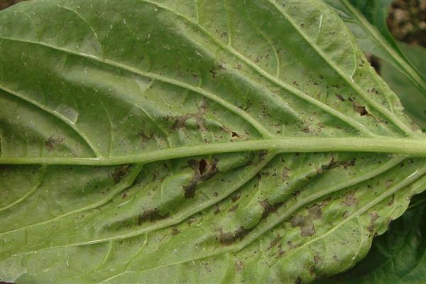 指天椒螨类的危害特点，集中在辣椒幼嫩部分刺吸为害