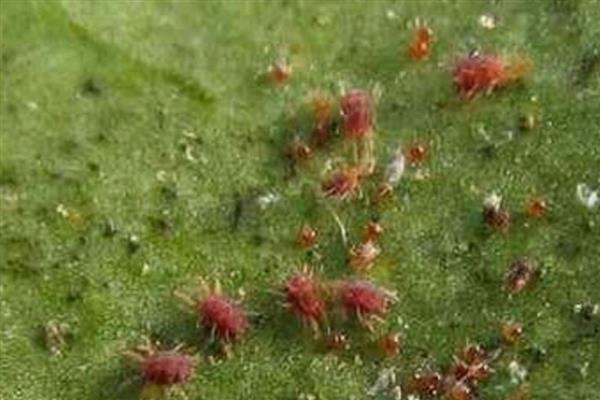 指天椒螨类的危害特点，集中在辣椒幼嫩部分刺吸为害
