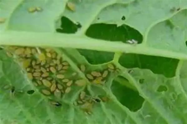 指天椒螨类的危害特点，集中在辣椒幼嫩部分刺吸为害