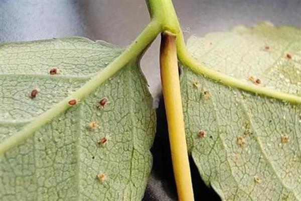 指天椒螨类的危害特点，集中在辣椒幼嫩部分刺吸为害