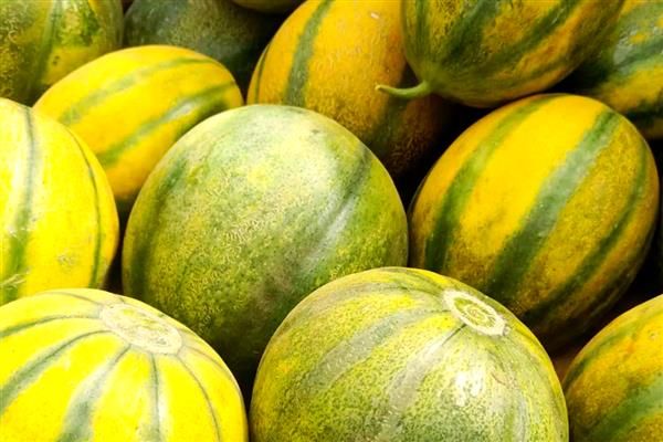 新疆喀什地区的特色水果，有伽师瓜、喀什甜瓜等