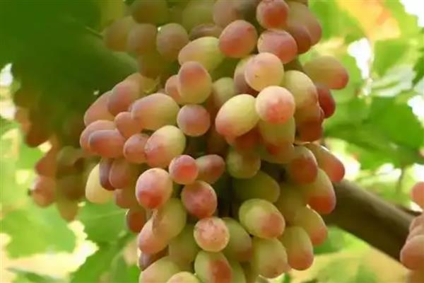新疆喀什地区的特色水果，有伽师瓜、喀什甜瓜等