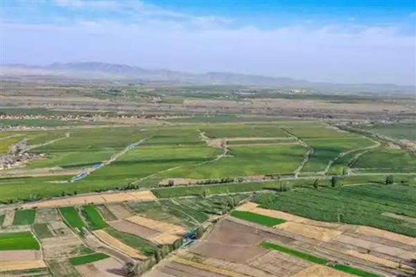 新疆喀什地区的特色水果，有伽师瓜、喀什甜瓜等