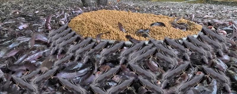 鲶鱼养殖吃哪些饲料，可以喂水蚤、水蚯蚓等
