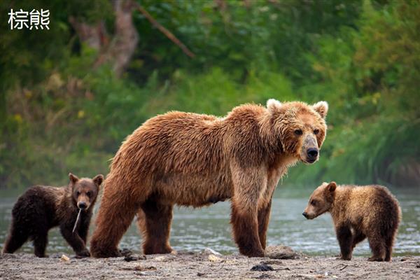 棕熊和狗熊的区别是什么,种属和体型均不同