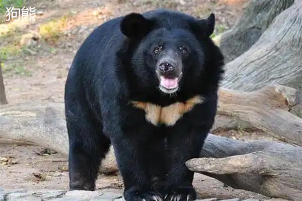 棕熊和狗熊的区别是什么,种属和体型均不同