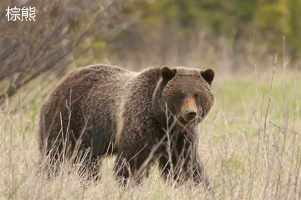 棕熊和狗熊的区别是什么,种属和体型均不同