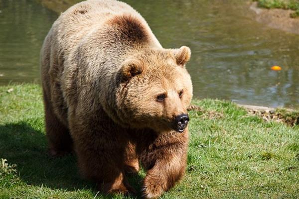 棕熊和狗熊的区别是什么,种属和体型均不同