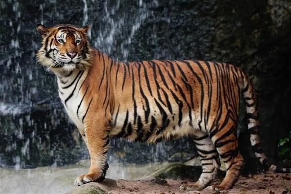 棕熊和狗熊的区别是什么,种属和体型均不同