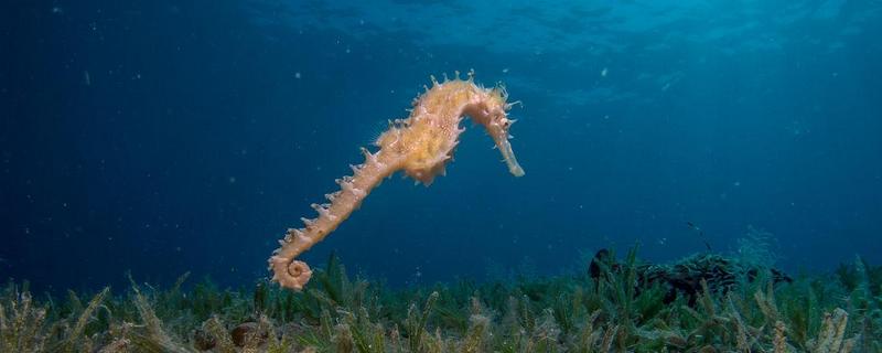 海马游泳时的姿势，游泳时是直立游泳姿势