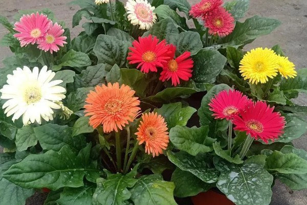 扶郎花的花期，在每年的11月份到次年的4月份