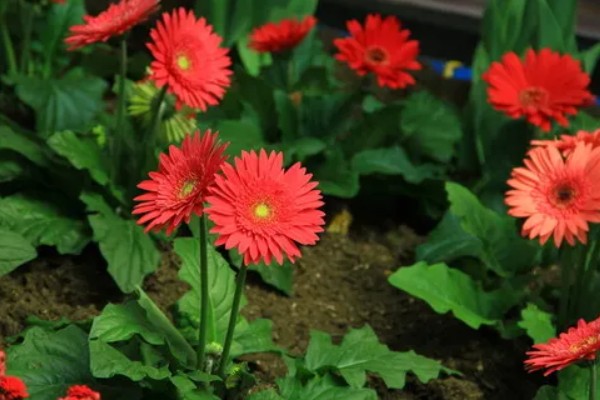 扶郎花的花期，在每年的11月份到次年的4月份