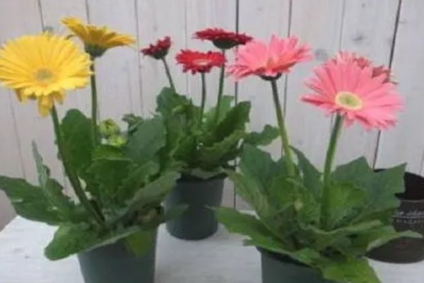扶郎花的花期，在每年的11月份到次年的4月份