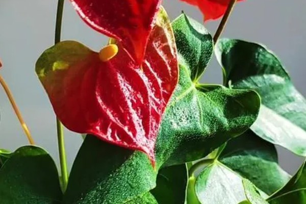 红掌不红的原因，可能是光照不足所致