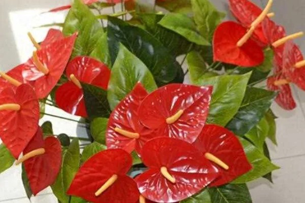 红掌不红的原因，可能是光照不足所致