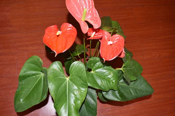 红掌不红的原因，可能是光照不足所致