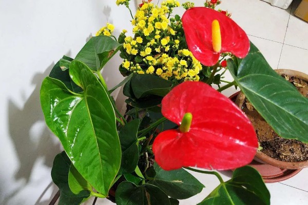 红掌不红的原因，可能是光照不足所致