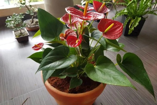 红掌不红的原因，可能是光照不足所致