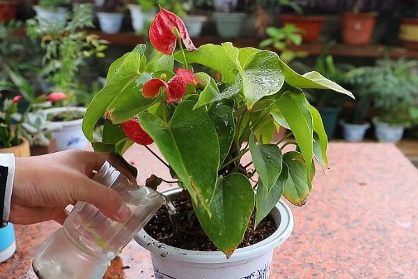 红掌不红的原因，可能是光照不足所致