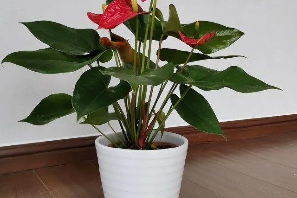 红掌不红的原因，可能是光照不足所致