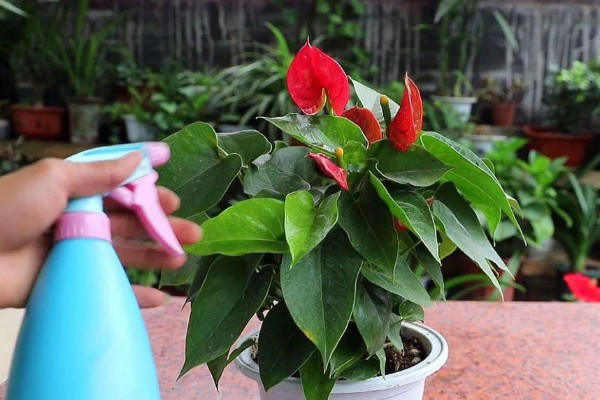 红掌不红的原因，可能是光照不足所致