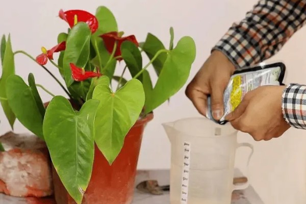 红掌不红的原因，可能是光照不足所致