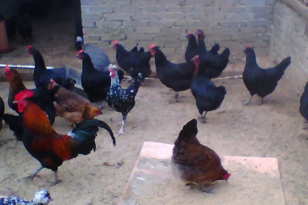 什么品种的绿壳蛋鸡下蛋多，产蛋最高的是三益绿壳蛋鸡