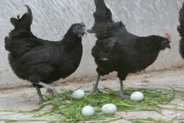 什么品种的绿壳蛋鸡下蛋多，产蛋最高的是三益绿壳蛋鸡