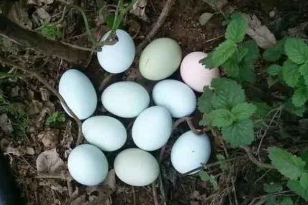 什么品种的绿壳蛋鸡下蛋多，产蛋最高的是三益绿壳蛋鸡