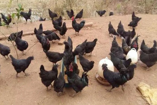 什么品种的绿壳蛋鸡下蛋多，产蛋最高的是三益绿壳蛋鸡