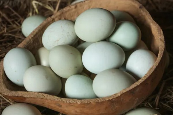 什么品种的绿壳蛋鸡下蛋多，产蛋最高的是三益绿壳蛋鸡