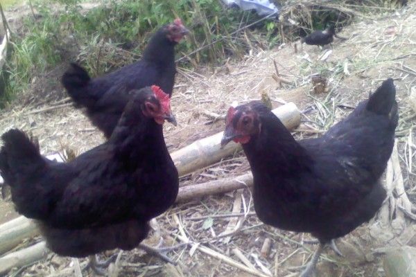 什么品种的绿壳蛋鸡下蛋多，产蛋最高的是三益绿壳蛋鸡