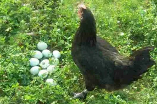 什么品种的绿壳蛋鸡下蛋多，产蛋最高的是三益绿壳蛋鸡