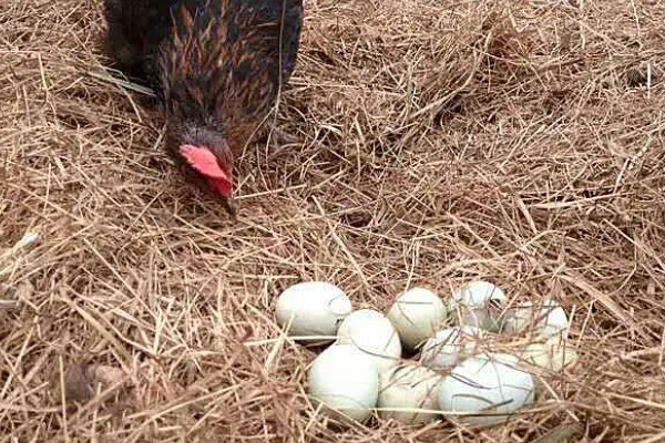 什么品种的绿壳蛋鸡下蛋多，产蛋最高的是三益绿壳蛋鸡