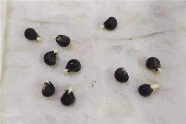 秋葵如何催芽，放入有水的容器浸泡一天左右即可