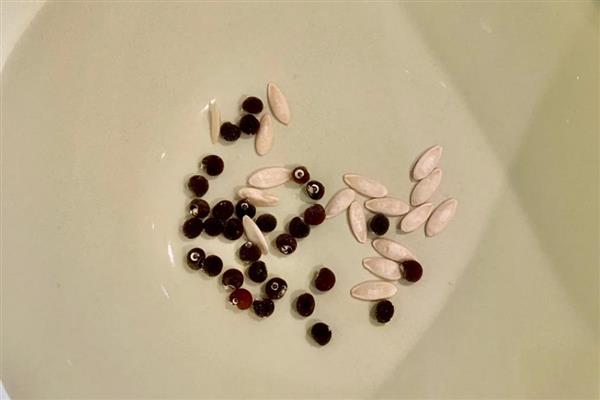 秋葵如何催芽，放入有水的容器浸泡一天左右即可