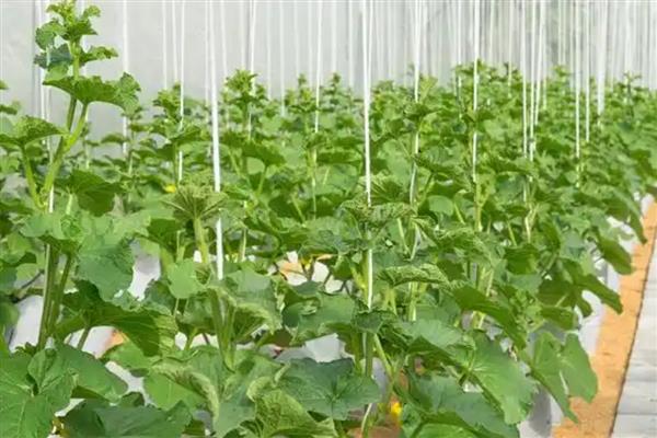 秋葵如何催芽，放入有水的容器浸泡一天左右即可