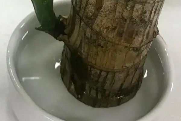 巴西木直接扦插到土里能不能活，直接扦插到土里能活