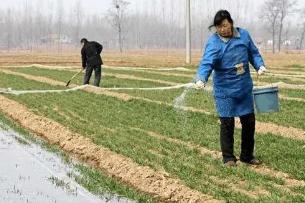 小麦冬季管理方法，要做好以下四防