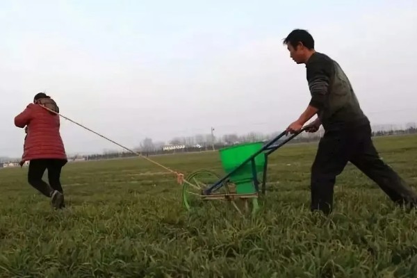 小麦冬季管理方法，要做好以下四防