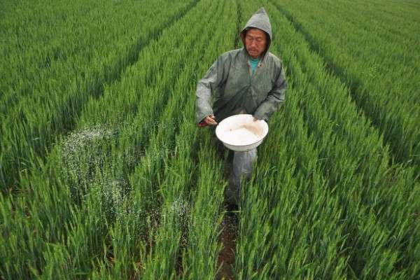 小麦冬季管理方法，要做好以下四防