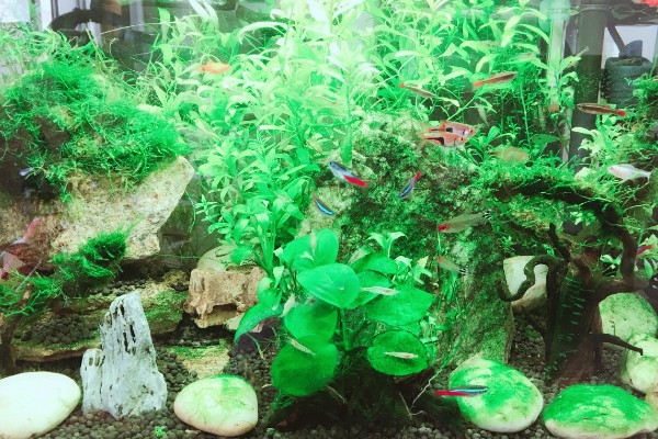 水草和鱼怎么一起养，需要安装一个循环过滤系统