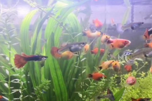 水草和鱼怎么一起养，需要安装一个循环过滤系统