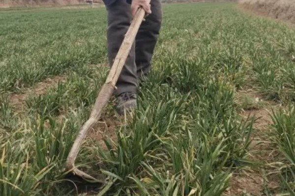 小麦冬季管理方法，要做好以下四防