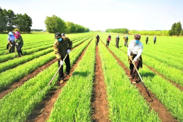 小麦冬季管理方法，要做好以下四防
