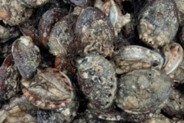 东山鲍鱼的产地在哪，是福建省东山县的特产