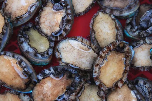 东山鲍鱼的产地在哪，是福建省东山县的特产