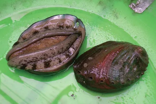 东山鲍鱼的产地在哪，是福建省东山县的特产